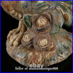 13 Ancient Old China Tang Sancai Porcelain Dynasty peacock peafowl Bird Statue