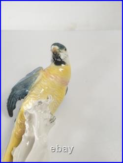 Antique German Porcelain Painted Macaw Parrot By Karl Ens