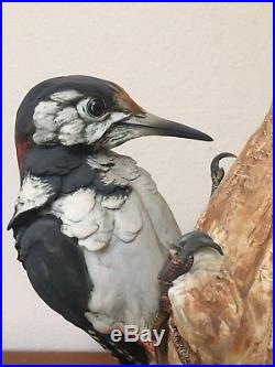 Capodimonte Italy Porcelain Woodpecker Bird Figurine Statue Signed Large