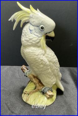 Gorgeous Royal Dux Hand Painted Porcelain Cockatoo 10 Perfect Condition